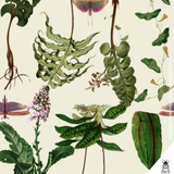 Herbácea Oxford - Insectashoes brasil